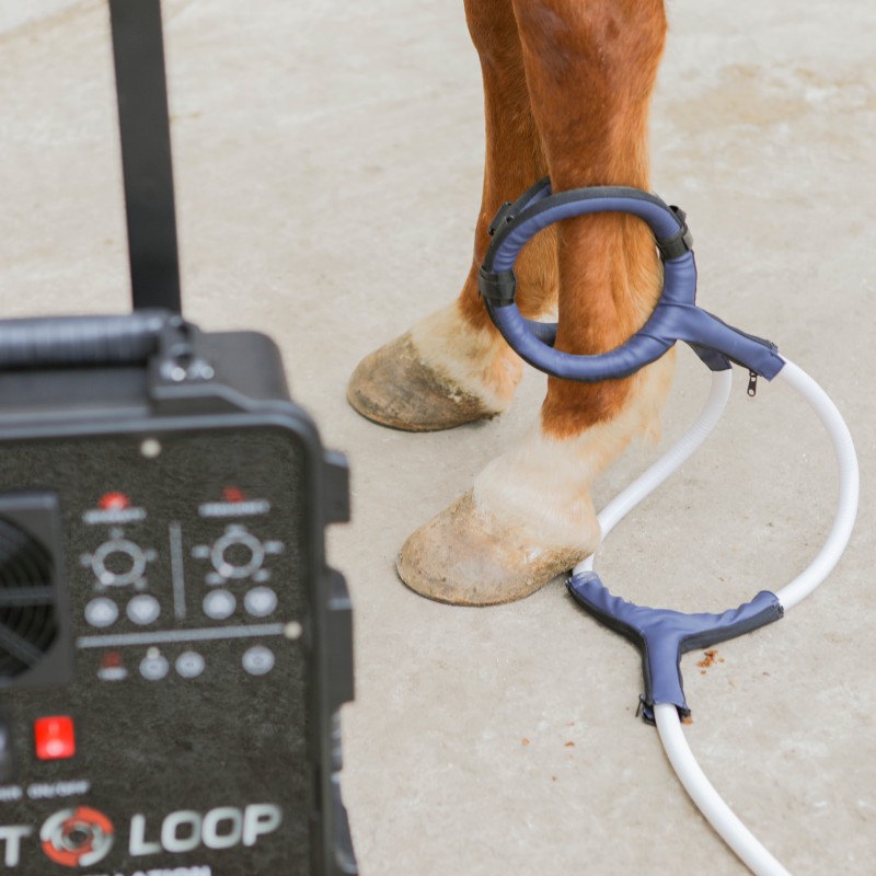 PMST LOOP PEMF Therapy Horse E - Therapy Health And Wellness recension och pris